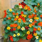 Fleurs - Capucine Naine Variée - BIO - face recto